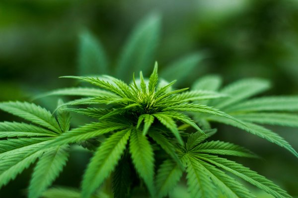 Fiori di  cannabidiolo : scopri i benefici delle infiorescenze legali
